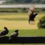 Bunratty Meadows View